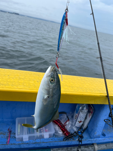 ワカシの釣果