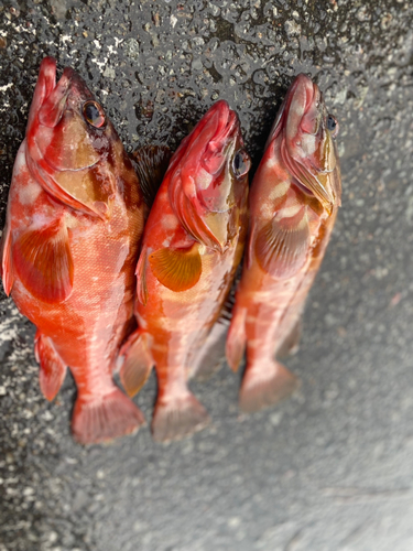 アカハタの釣果