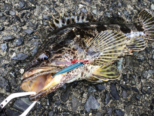 タケノコメバルの釣果