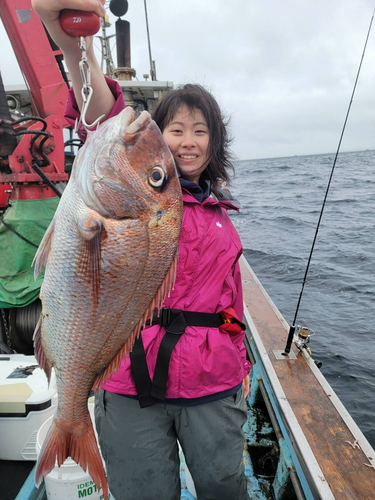 マダイの釣果