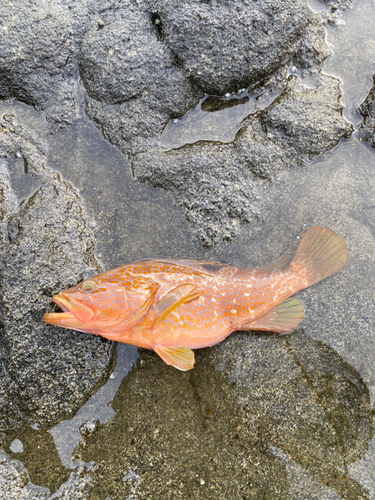 キジハタの釣果