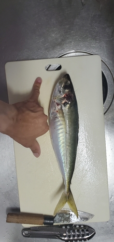 マアジの釣果