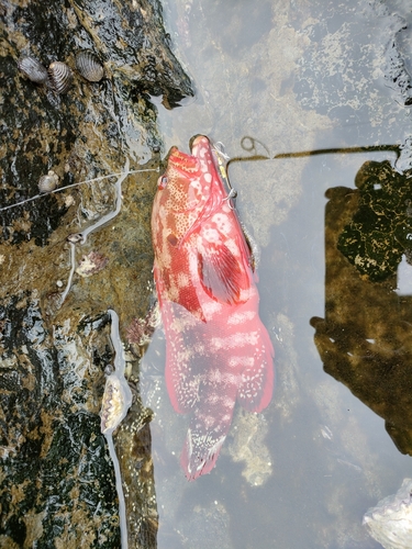 イソゴンベの釣果