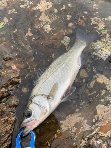 セイゴ（ヒラスズキ）の釣果