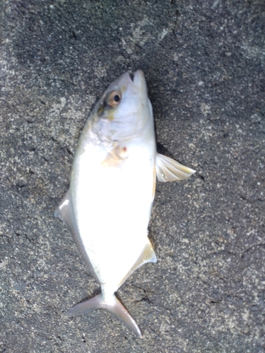 ショゴの釣果