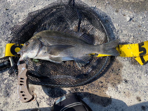 チヌの釣果