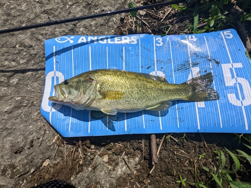 ブラックバスの釣果