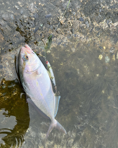 ショゴの釣果