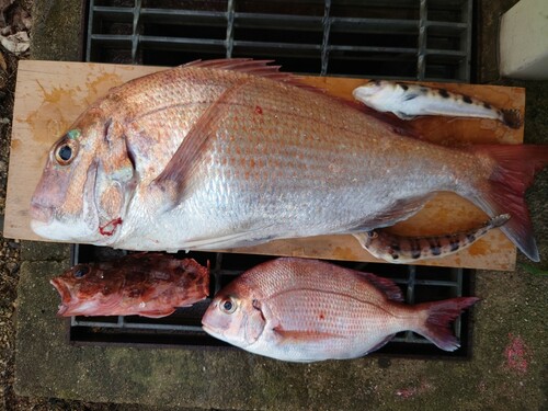 マダイの釣果