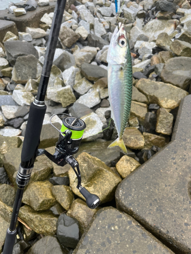 サバの釣果