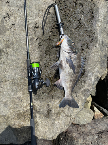 チヌの釣果