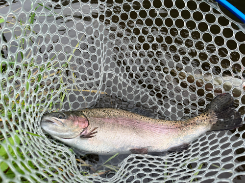 ニジマスの釣果