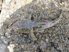 コチの釣果