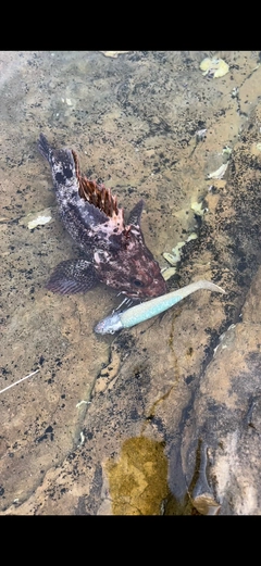 ムラソイの釣果