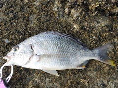 キチヌの釣果