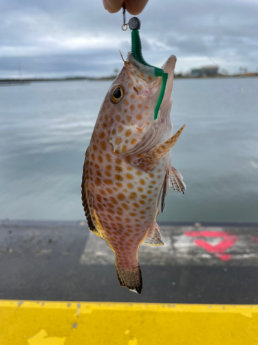 オオモンハタの釣果