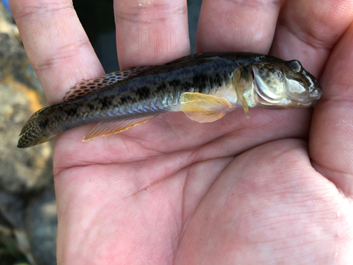 マハゼの釣果