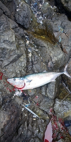 ハガツオの釣果