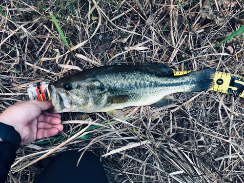 ラージマウスバスの釣果