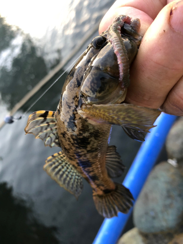 ウロハゼの釣果