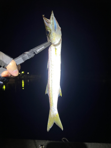 カマスの釣果