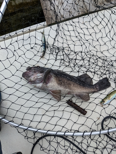 クロソイの釣果