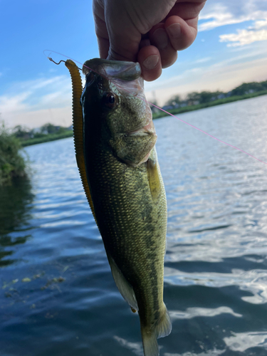 ブラックバスの釣果