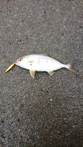 ショゴの釣果