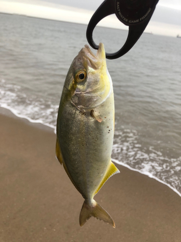 ショゴの釣果