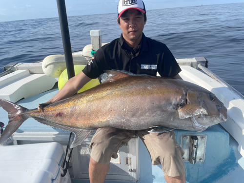 カンパチの釣果