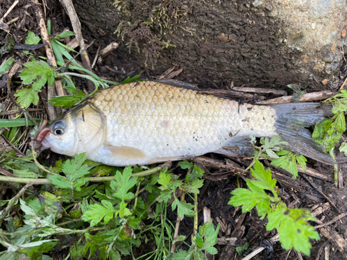 フナの釣果