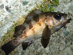 メバルの釣果