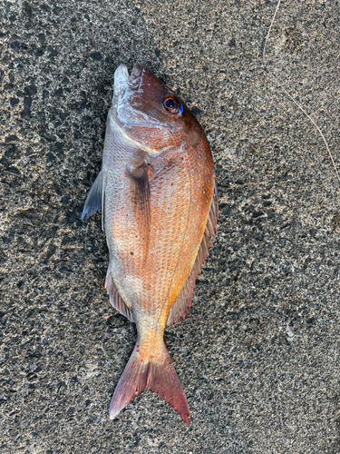 アカエソの釣果