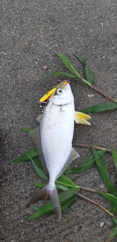 ショゴの釣果