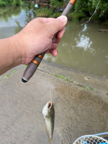 ナマズの釣果