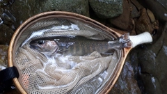 イワナの釣果