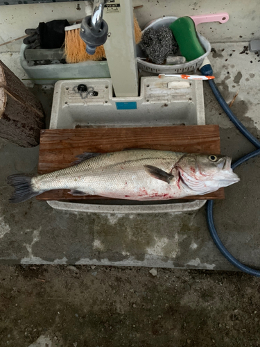 スズキの釣果