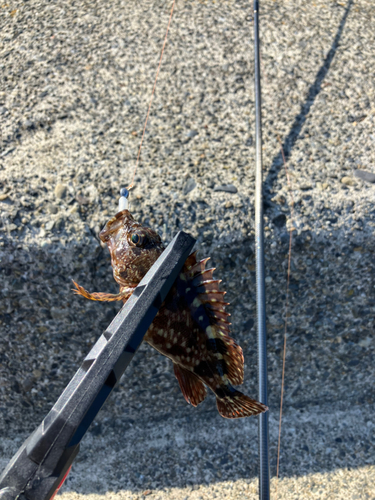 カサゴの釣果