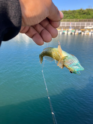 アナハゼの釣果