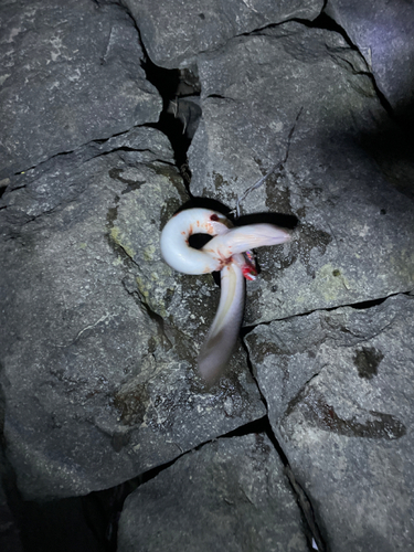 ウナギの釣果