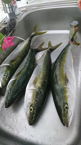 ハマチの釣果