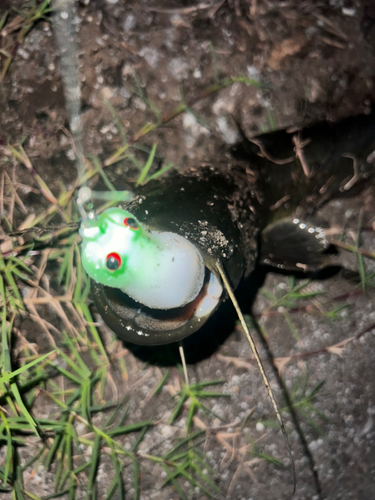 ナマズの釣果