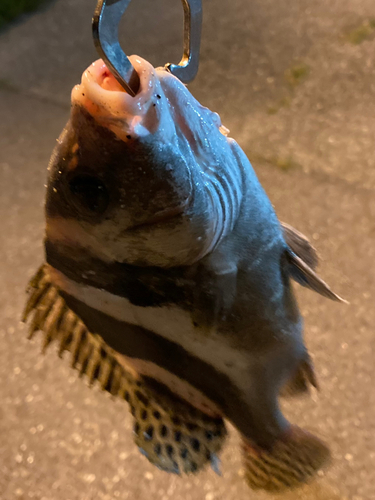 コショウダイの釣果