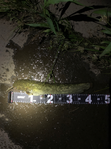 ナマズの釣果