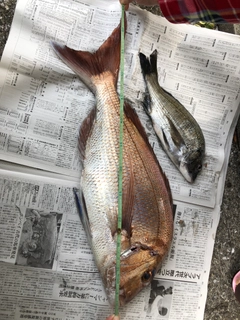 タイの釣果