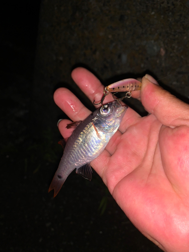 ネンブツダイの釣果