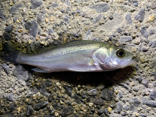 セイゴ（マルスズキ）の釣果