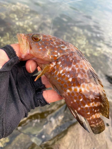 アコウの釣果