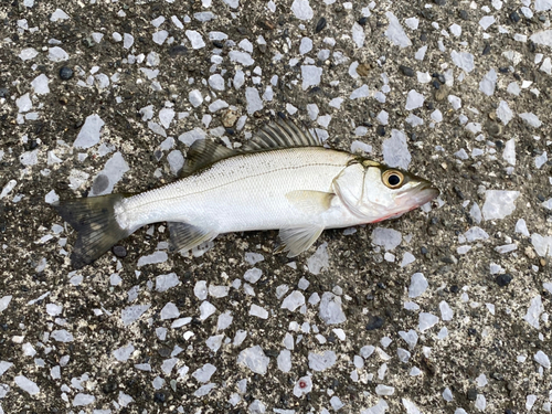 セイゴ（マルスズキ）の釣果