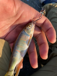 オイカワの釣果